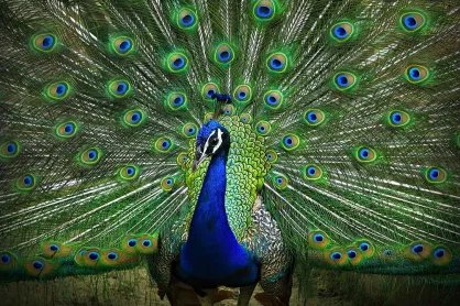 Peacock cooking video post, YouTuber in danger