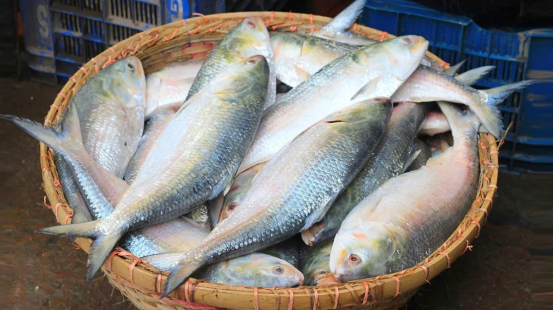 3 thousand metric tons of hilsa is going to India during Durga Puja