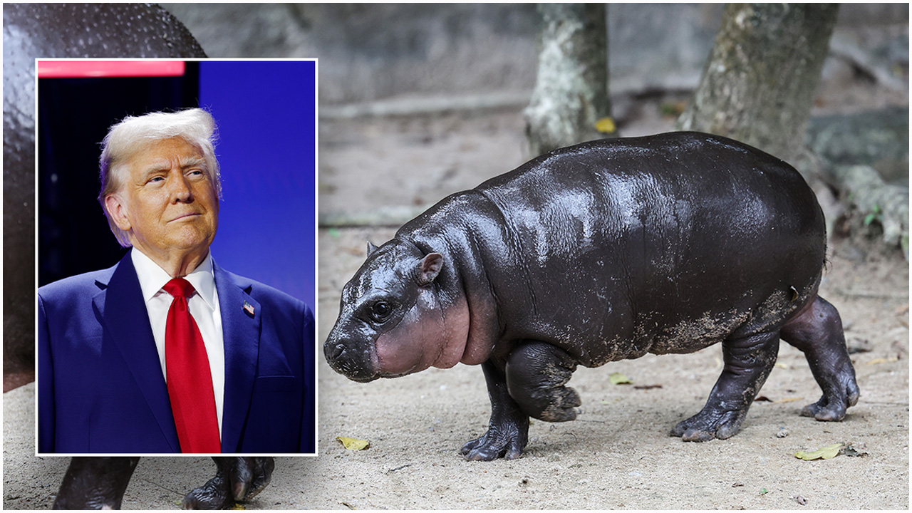 Is the hippopotamus prediction going to come true, is Trump the US president