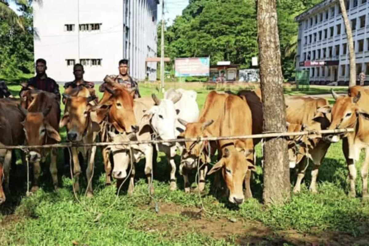15 Burmese cows seized without owners at Naikshongchhari border, market value 2.5 million taka