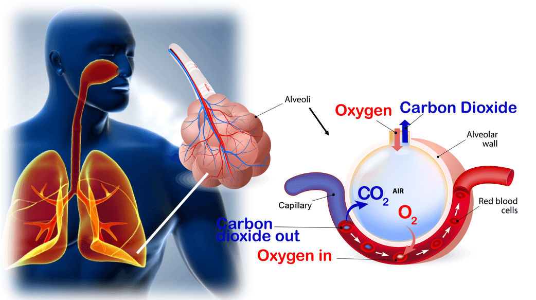 What is Functions of Blood in our Body?