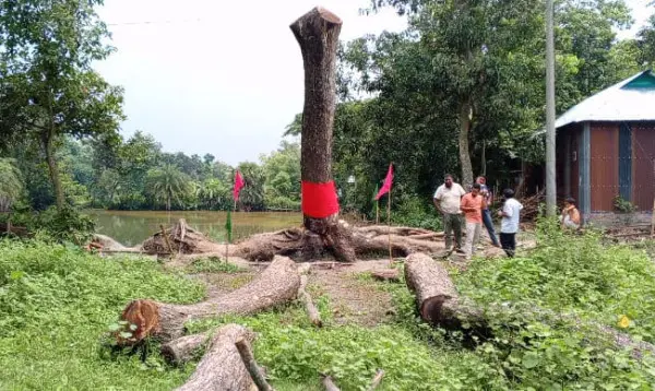 Akhaura tree 'standing' in a state of uproar, people gather with incense sticks and candles